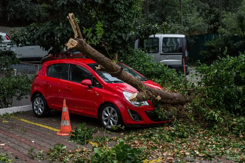 Red hatchback crushed under a fallen tree trunk with a traffic cone beside it
